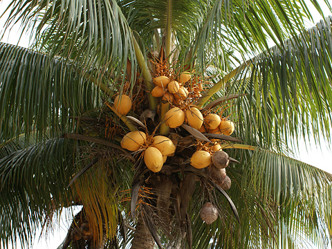 코코넛나무480.jpg