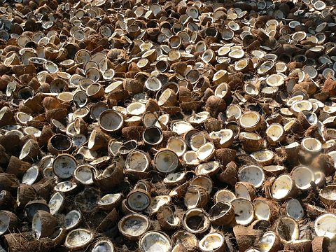 코코넛껍질무더기480.jpg