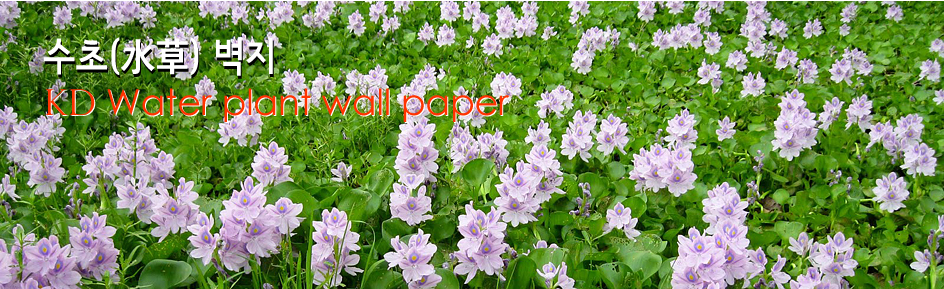 water-hyacinth-many-blooms.jpg
