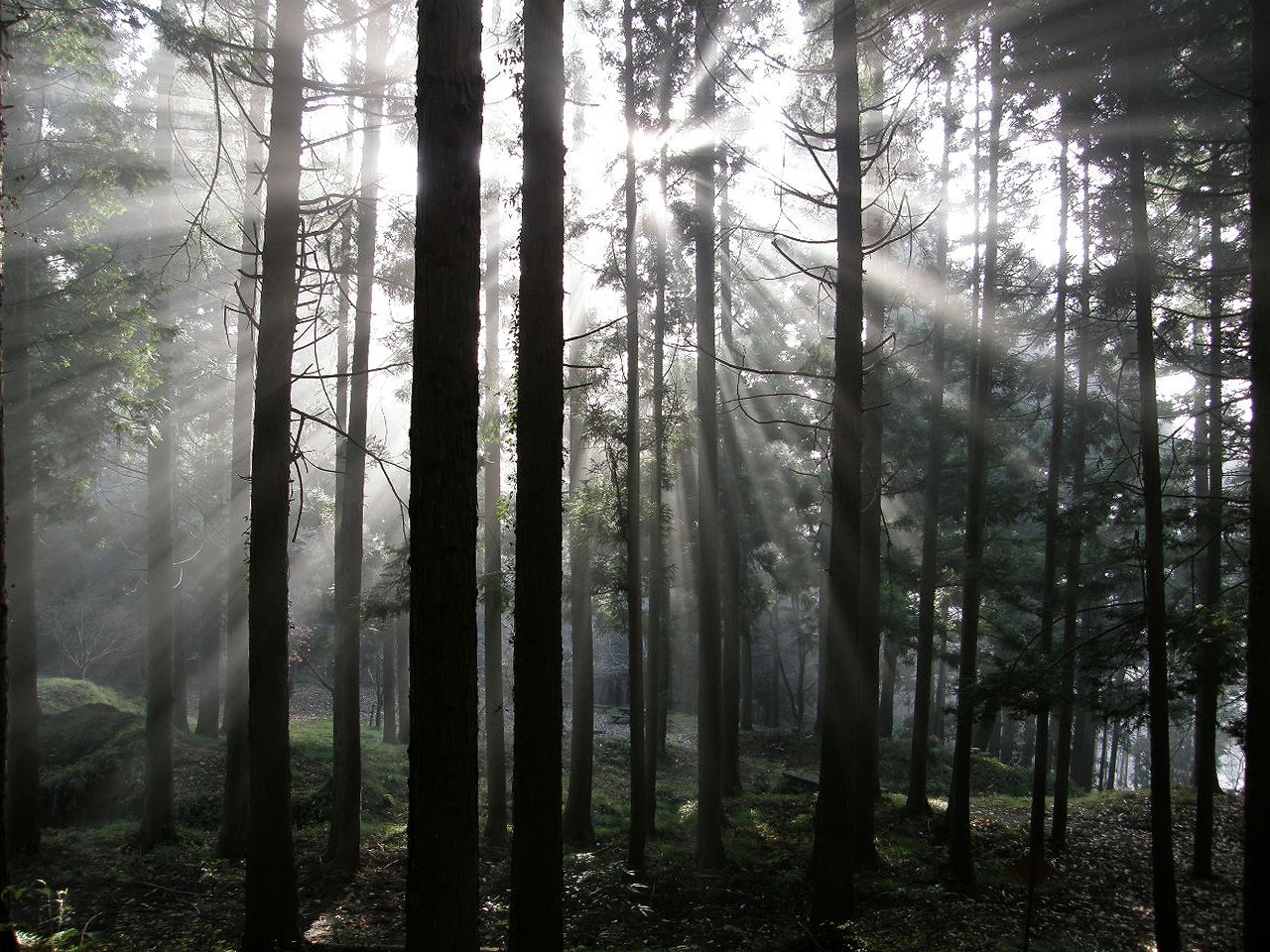 히노끼 숲.jpg